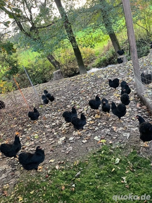 Deutsche Zwerg Wyandotten schwarz Bild 4