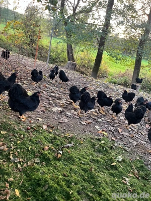 Deutsche Zwerg Wyandotten schwarz Bild 1