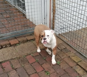 Old English Bulldog