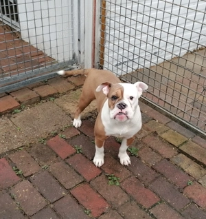 Old English Bulldog 