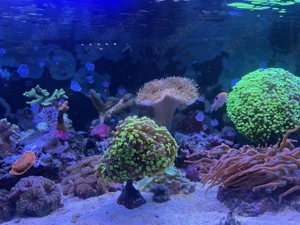 Kupferanemone und Euphyllia