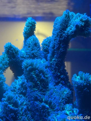 grüne Pickelkoralle Hydnophora exesa