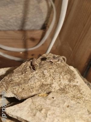 Tropiocolotes cf. steudneri - Gepunkteter Zwergwüstengecko