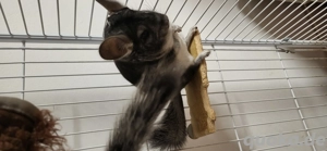 4 süße Chinchilla Jungtiere  (m w)