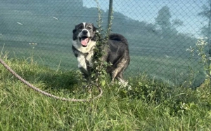 Schenkst du Sascha ein Körbchen?