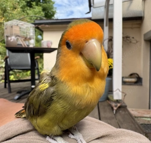 Suche flugunfähiges Rosenköpfchen 