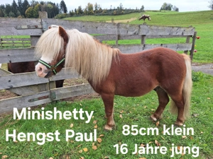 Freizeitpferde, Ponys und Shettys 