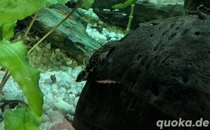 Antennenwels Nachzucht  Bild 3