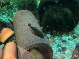 Antennenwels Nachzucht  Bild 2