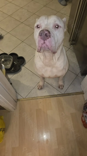 Dogo Argentino  sehr lieb