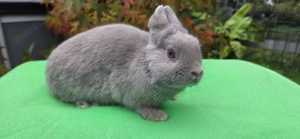 Mini Löffelohrzwerg Rammler abzugeben, geimpft und kastriert