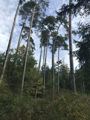 Waldgrundstück.......2,82 Hektar....Mischwald....zu verkaufen