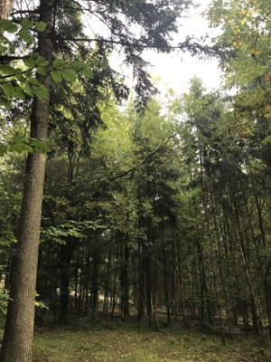 Waldgrundstück.......2,82 Hektar....Mischwald....zu verkaufen Bild 2