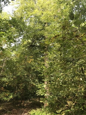 Waldgrundstück.......2,82 Hektar....Mischwald....zu verkaufen Bild 4