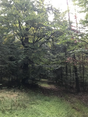 Waldgrundstück.......2,82 Hektar....Mischwald....zu verkaufen Bild 3