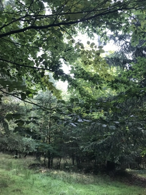 Waldgrundstück.......2,82 Hektar....Mischwald....zu verkaufen Bild 5