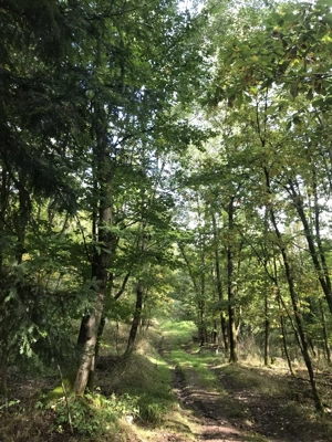 Waldgrundstück.......2,82 Hektar....Mischwald....zu verkaufen Bild 6