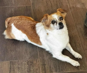 Lotti - kleine, sanfte Hündin sucht ländliches Zuhause Bild 4