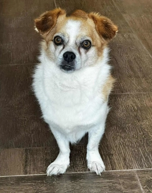 Lotti - kleine, sanfte Hündin sucht ländliches Zuhause Bild 3