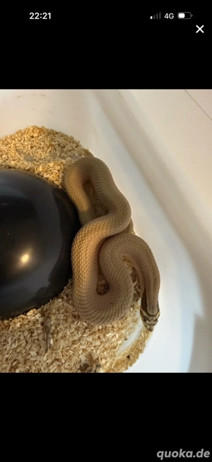 Superconda het. toxic 1.0