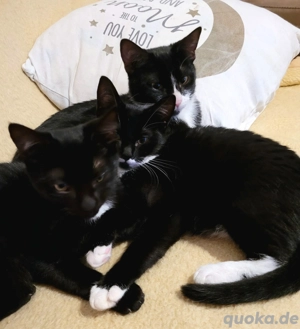 wir möchten dieses Trio gerne an liebevolle Menschen abgeben. 