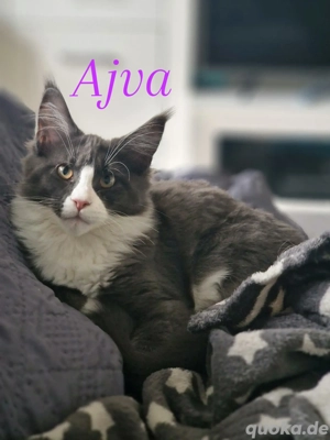 reinrassiges Maine Coon Mädchen 