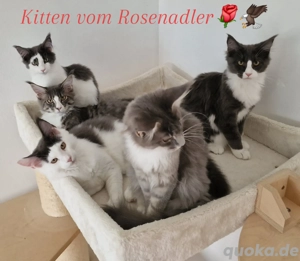 Nur noch 2 von 6 reinrassige Maine Coon 