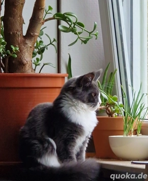 nur noch 2 von 6 reinrassigen Maine Coon Kitten