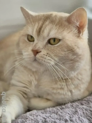 Erfahrener BKH Deckkater (Kein Verkauf)