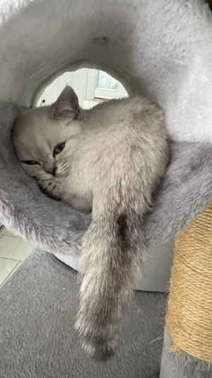 Kleines Glücksknäuel sucht ein liebevolles Zuhause! 