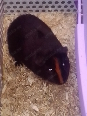 Meerschweinchen böckchen 