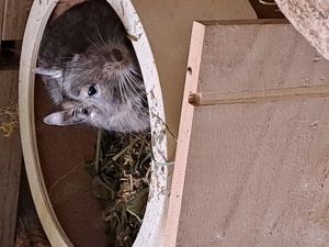 Suche Degu Dame n 3+ Jahre alt oder Kastraten