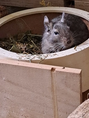 Suche Degu Dame n 3+ Jahre oder einen Kastraten