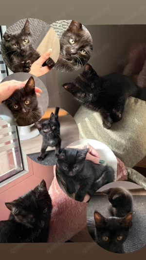 Siam-Mix Kitten ab 12. Woche abzugeben 