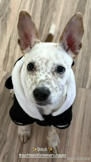 OEB x Australian Cattle Dog Welpe