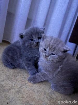 Bkh Kitten - Angebot nur Heute!!!