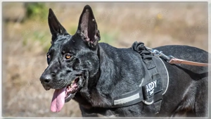 Luke, ein prima Kumpel!