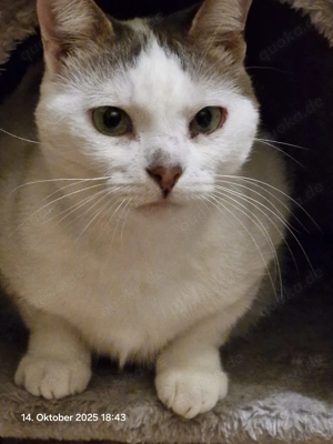 Mia   Ruhige Katzendame sucht liebevolles Zuhause