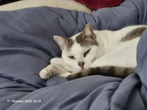 Mia   Ruhige Katzendame sucht liebevolles Zuhause