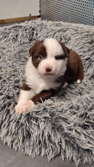 Miniature American Shepherd - Mini Aussie Welpen