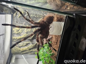 Nhaudu chromatis 1.0