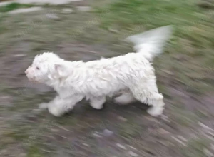 Baobao - ein tapferer Rüde sucht ein liebevolles Zuhause Bild 3