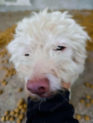 Baobao - ein tapferer Rüde sucht ein liebevolles Zuhause Bild 7