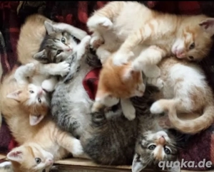 Zauberhafte Katzen Bkh mix Britisch kurzhaar 