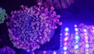 Bis zu 25%!!! Acropora, Euphyllia, Goniopora, LPS, SPS, Zoas, Korallen, Meerwasser Bild 8