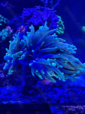 Korallen Ableger Euphyllia Golden Torch