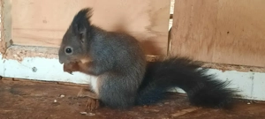 Eichhörnchen zu verkaufen 