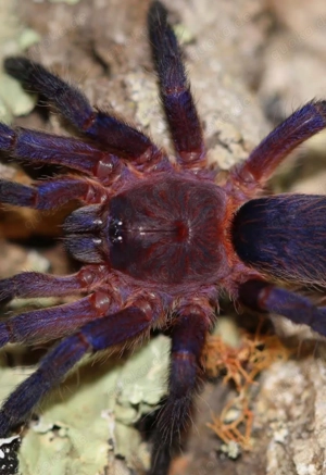 Suche Dolichothele Rufoniger Zwerg-Vogelspinne