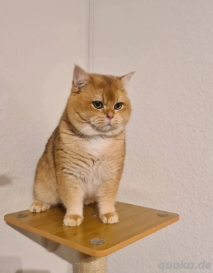 Reinrassige BKH Deckkater mit Stammbaum 