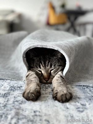 Bengal BKH kater Tafiti  Bild 4